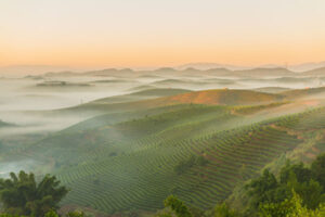 战天斗地后 西双版纳满目疮痍-1984bbs