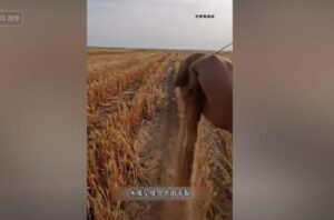 中国多地大旱冲击农业 陕西土地如沙漠-1984bbs