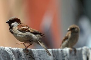 党媒号召“同志”称呼回归 网友嘲讽：吃饱了撑的-1984bbs