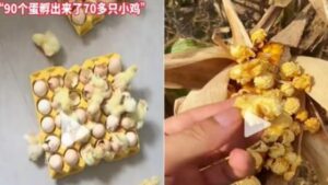 大陆高温奇闻：鸡蛋2天孵出小鸡 地里玉米成爆米花-1984bbs