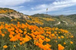 中共至死不会公开的绝密党史-1984bbs