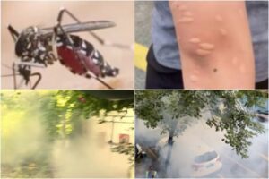 广东基孔肯雅热疫情持续升温 粗暴消杀惹民怨-1984bbs