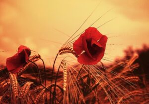 中共机密档案中的历史真相之二-1984bbs