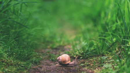 1958年中国发生一场“特大瘟疫” 至今鲜为人知-1984bbs